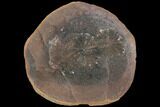 Fossil Horsetail (Annularia) In Ironstone - Illinois #120996-1